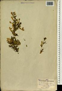 Caragana sinica (Buc'hoz)Rehder, Зарубежная Азия (ASIA) (Япония)