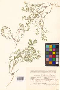 Плоскоплодник льнолистный (Stephan ex Willd.) DC., Восточная Европа, Нижневолжский район (E9) (Россия)