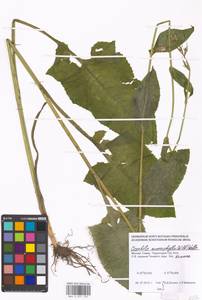 Lactuca macrophylla subsp. macrophylla, Восточная Европа, Московская область и Москва (E4a) (Россия)