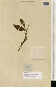 Macrosolen cochinchinensis (Lour.) Tiegh., Зарубежная Азия (ASIA) (Филиппины)