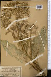 Lactuca crambifolia (Bunge) B. Fedtsch., Средняя Азия и Казахстан, Западный Тянь-Шань и Каратау (M3) (Казахстан)