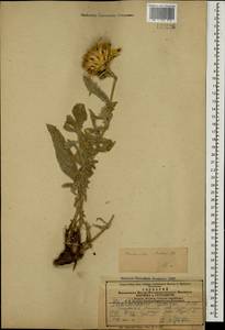 Centaurea aucheri subsp. aucheri, Кавказ, Армения (K5) (Армения)