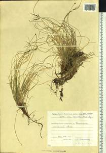 Осока Ван-Хьюрка Müll.Arg., Сибирь, Чукотка и Камчатка (S7) (Россия)