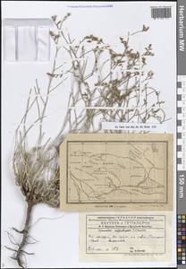 Кермек полукустарниковый (L.) Kuntze, Средняя Азия и Казахстан, Муюнкумы, Прибалхашье и Бетпак-Дала (M9) (Казахстан)