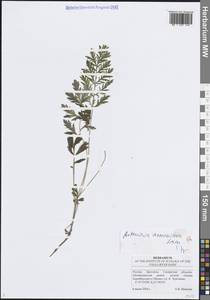 Полынь армянская Lam., Восточная Европа, Средневолжский район (E8) (Россия)