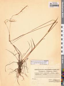Пырейник смешиваемый (Roshev.) Tzvelev, Сибирь, Чукотка и Камчатка (S7) (Россия)