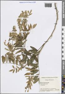 Козлятник лекарственный L., Кавказ, Черноморское побережье (от Новороссийска до Адлера) (K3) (Россия)