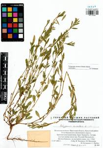 Спорыш птичий, Горец птичий  (Boreau) Berher, Сибирь, Прибайкалье и Забайкалье (S4) (Россия)