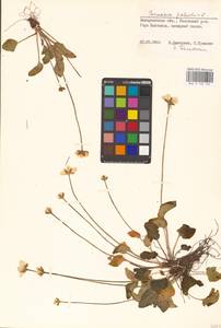 Белозор болотный L., Восточная Европа, Западно-Украинский район (E13) (Украина)