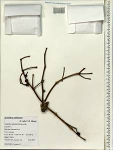Heptapleurum subintegrum (Craib) G. M. Plunkett & Lowry, Зарубежная Азия (ASIA) (Таиланд)