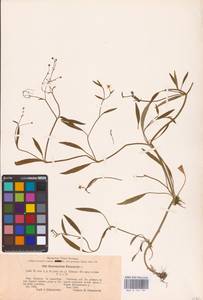 Лютик жгучий, Прыщинец L., Восточная Европа, Центральный лесостепной район (E6) (Россия)