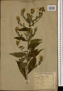 Centaurea phrygia subsp. salicifolia (M. Bieb. ex Willd.) Mikheev, Кавказ, Абхазия (K4a) (Абхазия)