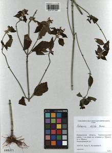 Пикульник двунадрезанный, Жабрей Boenn., Сибирь, Алтай и Саяны (S2) (Россия)