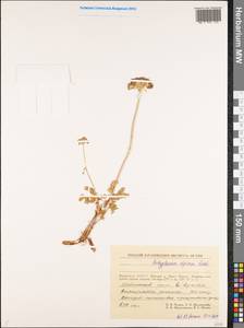 Толстореберник мутеллиновидный (Crantz) Holub, Сибирь, Якутия (S5) (Россия)