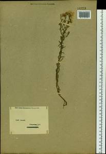 Aster altaicus Willd., Сибирь, Западный (Казахстанский) Алтай (S2a) (Казахстан)