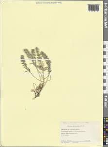 Бурачок бурачковый (L.) L., Кавказ, Дагестан (K2) (Россия)