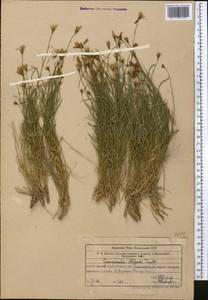 Campanula albertii Trautv., Средняя Азия и Казахстан, Западный Тянь-Шань и Каратау (M3) (Узбекистан)