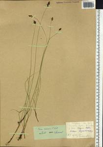 Осока безжилковая C.A.Mey., Сибирь, Алтай и Саяны (S2) (Россия)