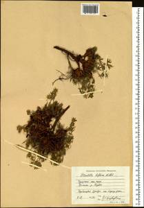 Лапчатка двухцветковая Willd. ex Schltdl., Сибирь, Чукотка и Камчатка (S7) (Россия)