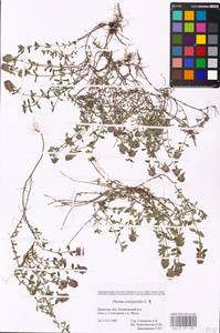 MHA 0 157 435, Тимьян блошиный, Чабрец блошиный L., Восточная Европа, Западный район (E3) (Россия)