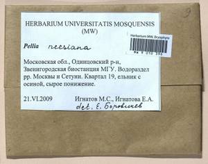 Pellia neesiana (Gottsche) Limpr., Гербарий мохообразных, Мхи - Москва и Московская область (B6a) (Россия)