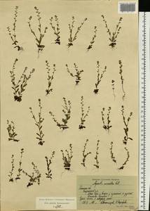 Незабудка прямостоячая Link ex Roem. & Schult., Восточная Европа, Центральный район (E4) (Россия)