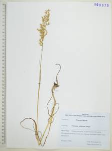 Sibirotrisetum sibiricum (Rupr.) Barberá, Сибирь, Дальний Восток (S6) (Россия)