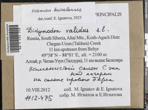Didymodon baicalensis Ignatova & Ignatov, Гербарий мохообразных, Мхи - Западная Сибирь (включая Алтай) (B15) (Россия)