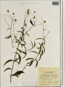 Aspilia mossambicensis (Oliv.) Wild, Африка (AFR) (Эфиопия)