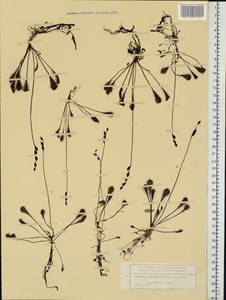 Drosera ×obovata Mert. & W. D. J. Koch, Восточная Европа, Центральный лесной район (E5) (Россия)