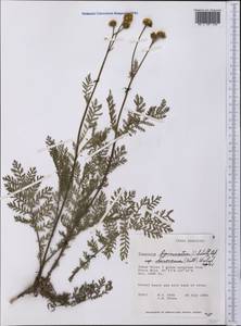 Tanacetum bipinnatum subsp. bipinnatum, Америка (AMER) (Канада)