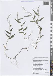 Остянка сложная (L.) P.Beauv., Зарубежная Азия (ASIA) (Вьетнам)