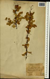 Caragana sinica (Buc'hoz)Rehder, Зарубежная Азия (ASIA) (Япония)