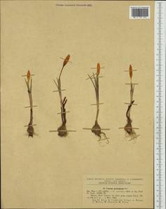 Crocus flavus Weston, Западная Европа (EUR) (Румыния)