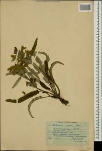 Betonica nivea subsp. nivea, Кавказ, Дагестан (K2) (Россия)