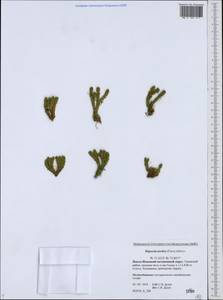 Huperzia selago subsp. appressa (Bach. Pyl. ex Desv.) D. Löve, Сибирь, Западная Сибирь (S1) (Россия)