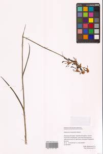 Поводник линейнолистный Maxim., Сибирь, Дальний Восток (S6) (Россия)