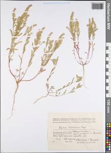 Бурачок туркестанский Regel & Schmalh. ex Regel, Восточная Европа, Нижневолжский район (E9) (Россия)