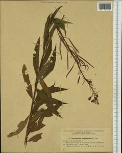 Chamaenerion angustifolium subsp. angustifolium, Западная Европа (EUR) (Румыния)