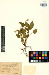 Фиалка собачья L., Сибирь, Прибайкалье и Забайкалье (S4) (Россия)