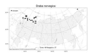 Draba norvegica, Крупка норвежская Gunnerus, Атлас флоры России (FLORUS) (Россия)