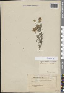 Василек, Кавказ (без точных местонахождений) (K0) (Неизвестно)