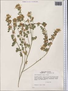 Syrmatium decumbens (Benth.)Greene, Америка (AMER) (США)