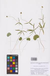 Лютик однолистный Ovcz., Восточная Европа, Северный район (E1) (Россия)