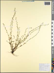 Arnebia decumbens subsp. decumbens, Кавказ, Черноморское побережье (от Новороссийска до Адлера) (K3) (Россия)