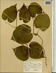 Диоскорея, Африка (AFR) (Эфиопия)