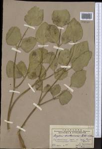 Дудник тройчатый Regel & Schmalh., Средняя Азия и Казахстан, Памир и Памиро-Алай (M2) (Таджикистан)