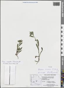 Нонея разноцветная (Steven) Sweet, Восточная Европа, Северо-Западный район (E2) (Россия)