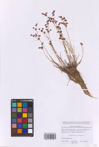 Ситник членистый L., Восточная Европа, Московская область и Москва (E4a) (Россия)