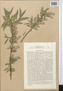 Salix olgae Regel, Средняя Азия и Казахстан, Западный Тянь-Шань и Каратау (M3) (Узбекистан)